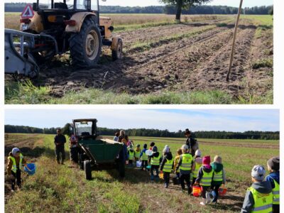 WYKOPKI 🥔 WYKOPKI 🥔