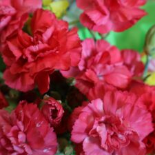 655915016_1406953904778495_8887680021824380816_n