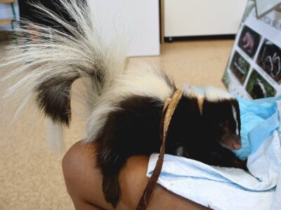 SPOTKANIE Z PRZYRODĄ NA ŻYWO – SKUNKS 🦨